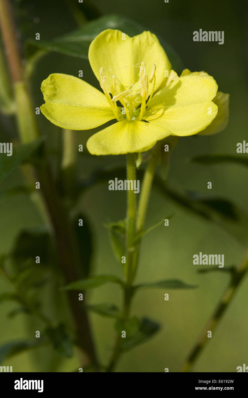 Enagra, oenothera biennis Foto Stock