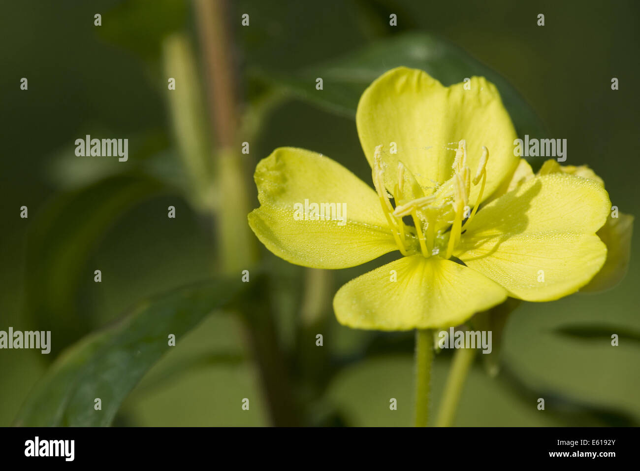 Enagra, oenothera biennis Foto Stock
