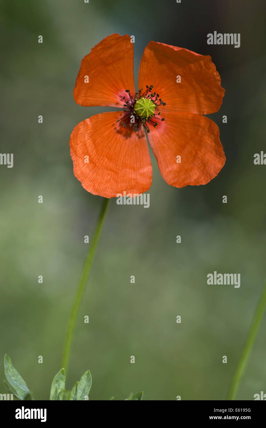 Blindeyes, papaver dubium Foto Stock