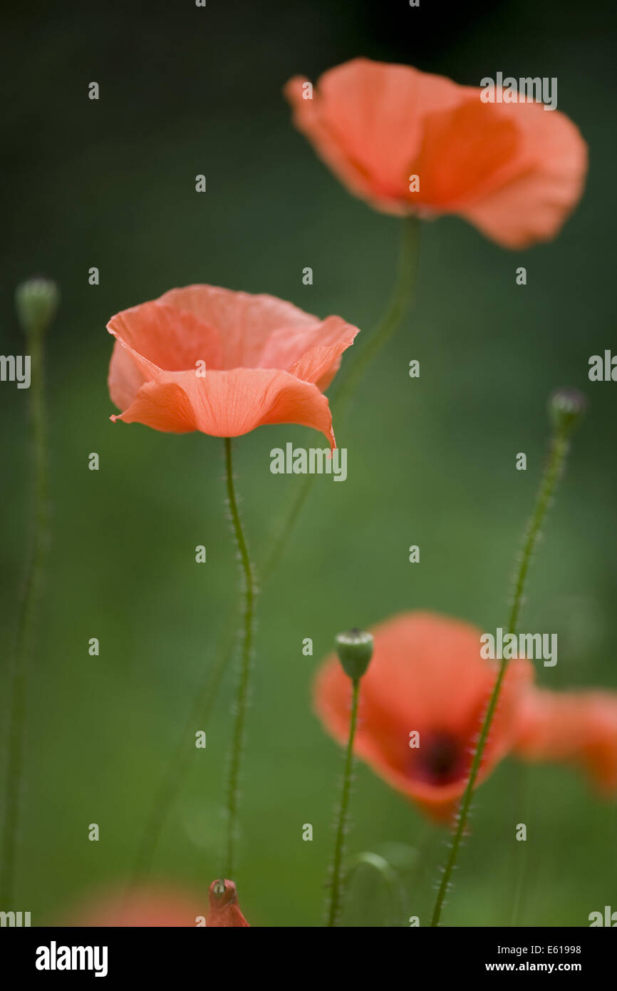 Blindeyes, papaver dubium Foto Stock