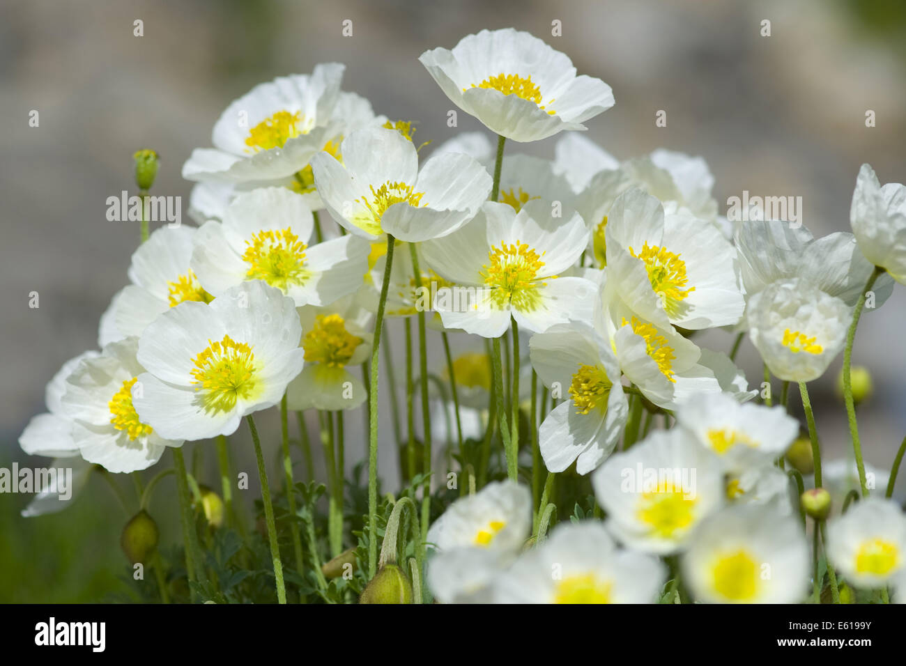 Salzburg alpine, papavero papaver alpinum ssb. sendtneri Foto Stock