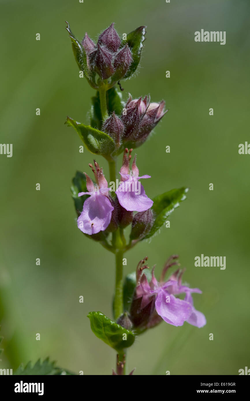 Parete, germander teucrium chamaedrys Foto Stock