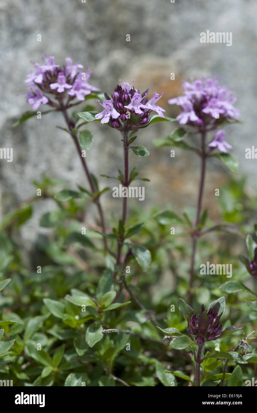 Timo strisciante, thymus praecox ssp. polytrichus Foto Stock