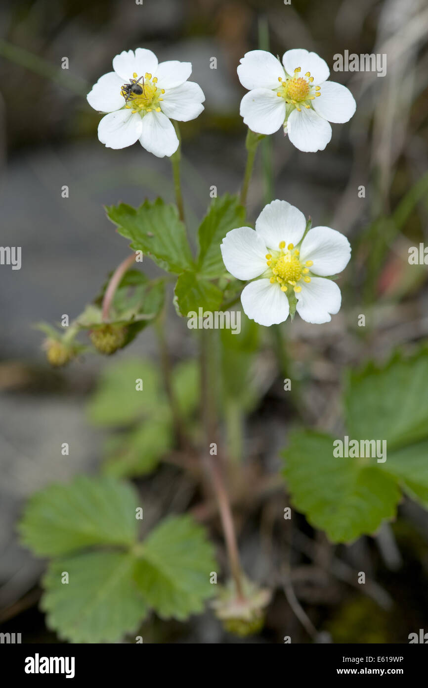 Fragole, Fragaria vesca Foto Stock