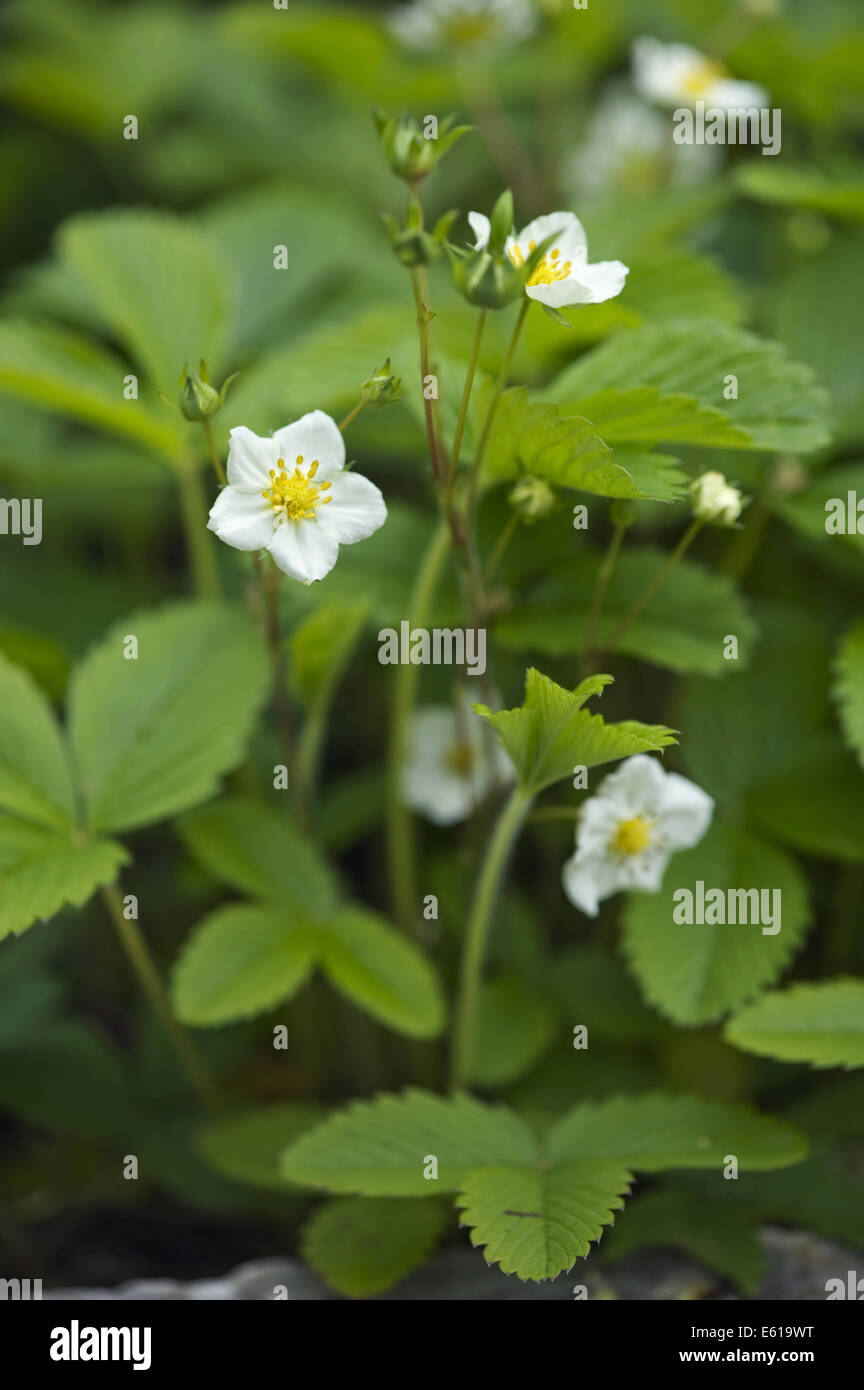 Fragole, fragaria viridis Foto Stock