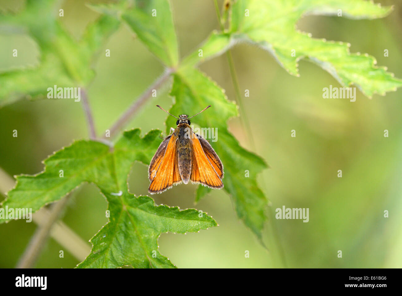 Piccola skipper (Thymelicus sylvestris) Foto Stock