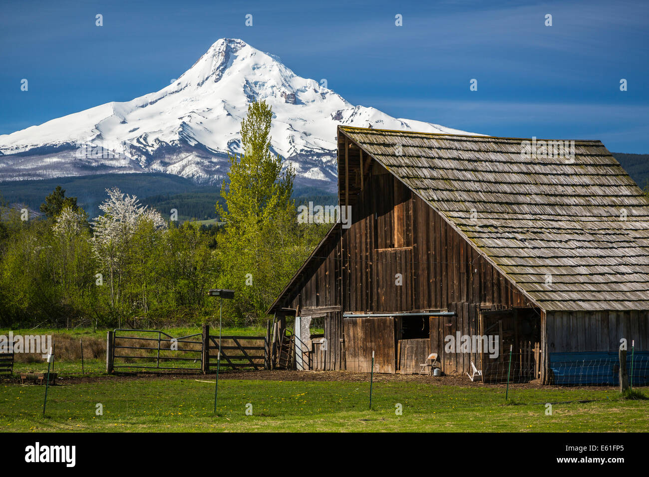 Una farm barn con lo snow-capped picco di Mt. Il cofano vicino Parkdale, Oregon, Stati Uniti d'America. Foto Stock