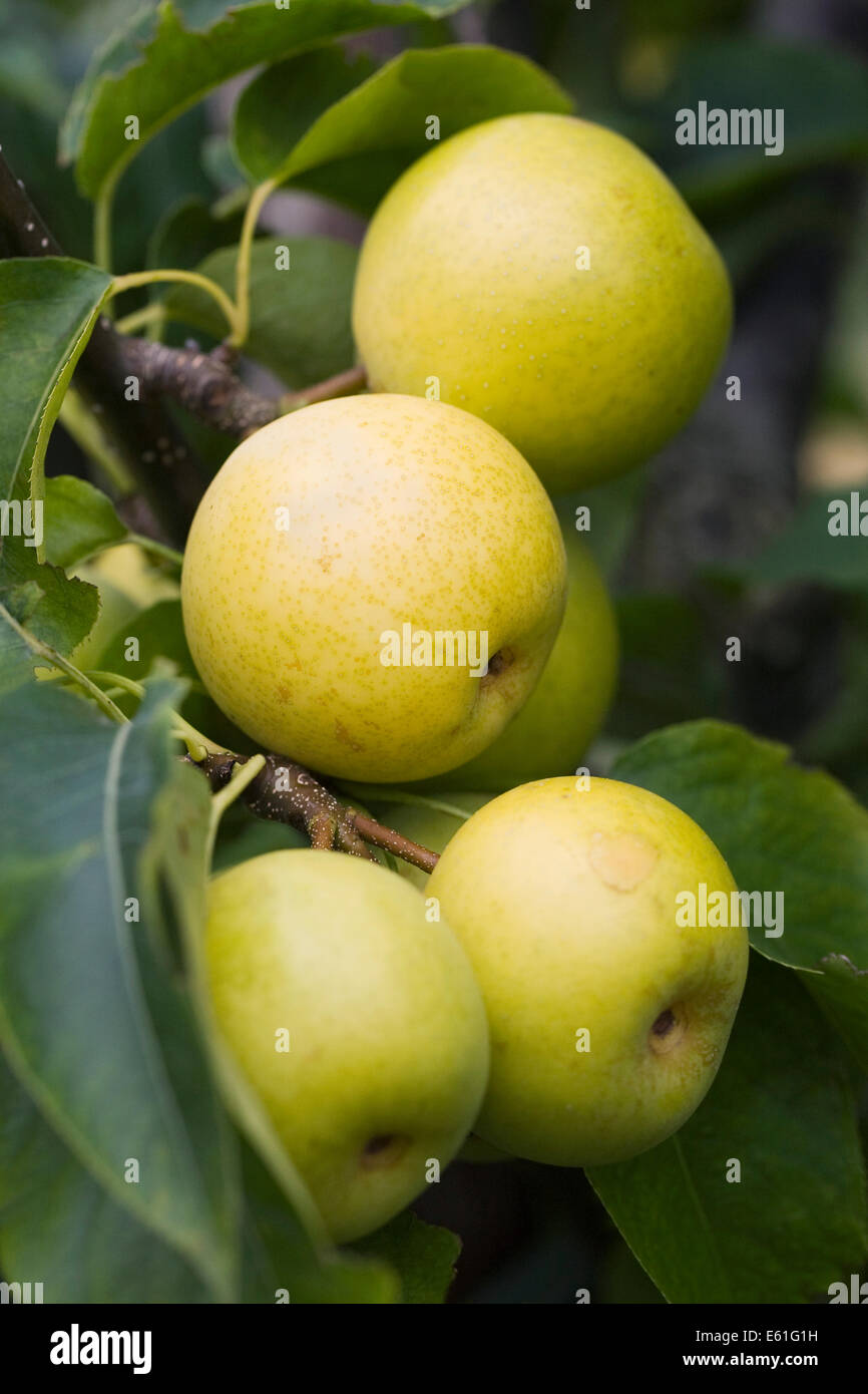 Pyrus pyrifolia. Asian Pera "Hakko' Foto Stock