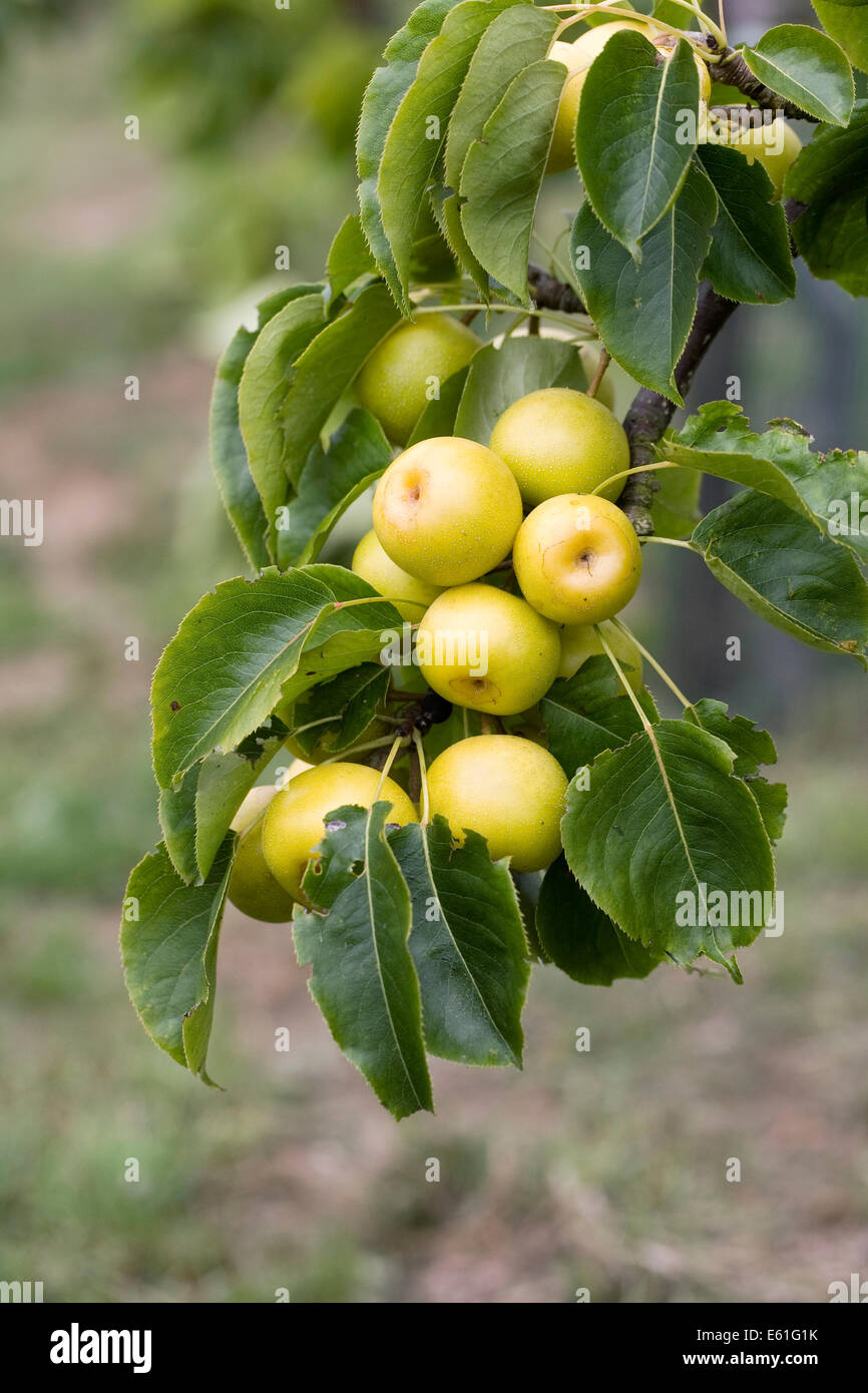 Pyrus pyrifolia. Asian Pera "Nijisseki'. Foto Stock