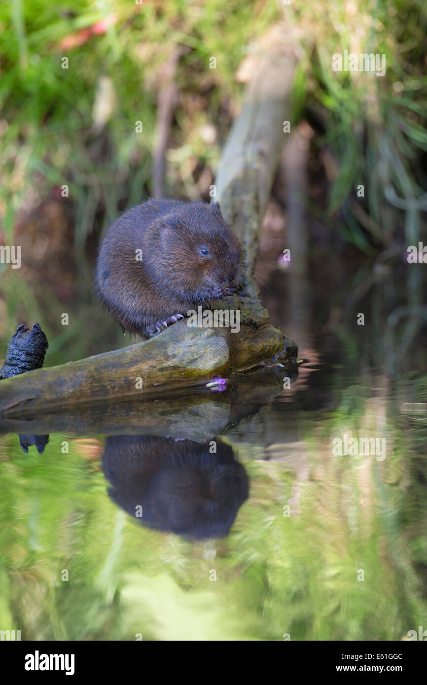 Arvicola amphibius - acqua vole in UK appollaiato su un log in un fiume Foto Stock