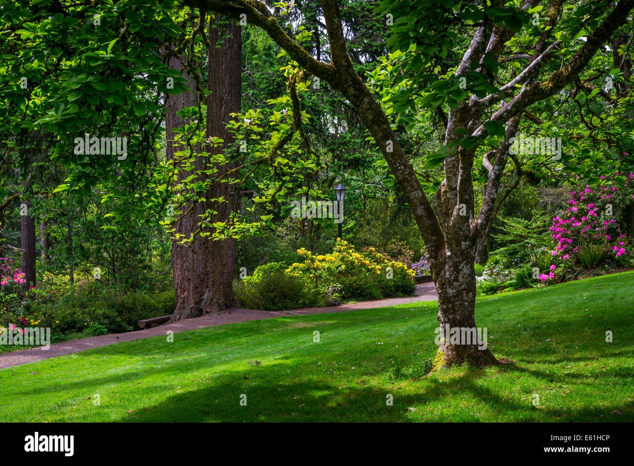 Hendrick's Park Rhododendron Gardens di Eugene, Oregon, Stati Uniti d'America. Foto Stock