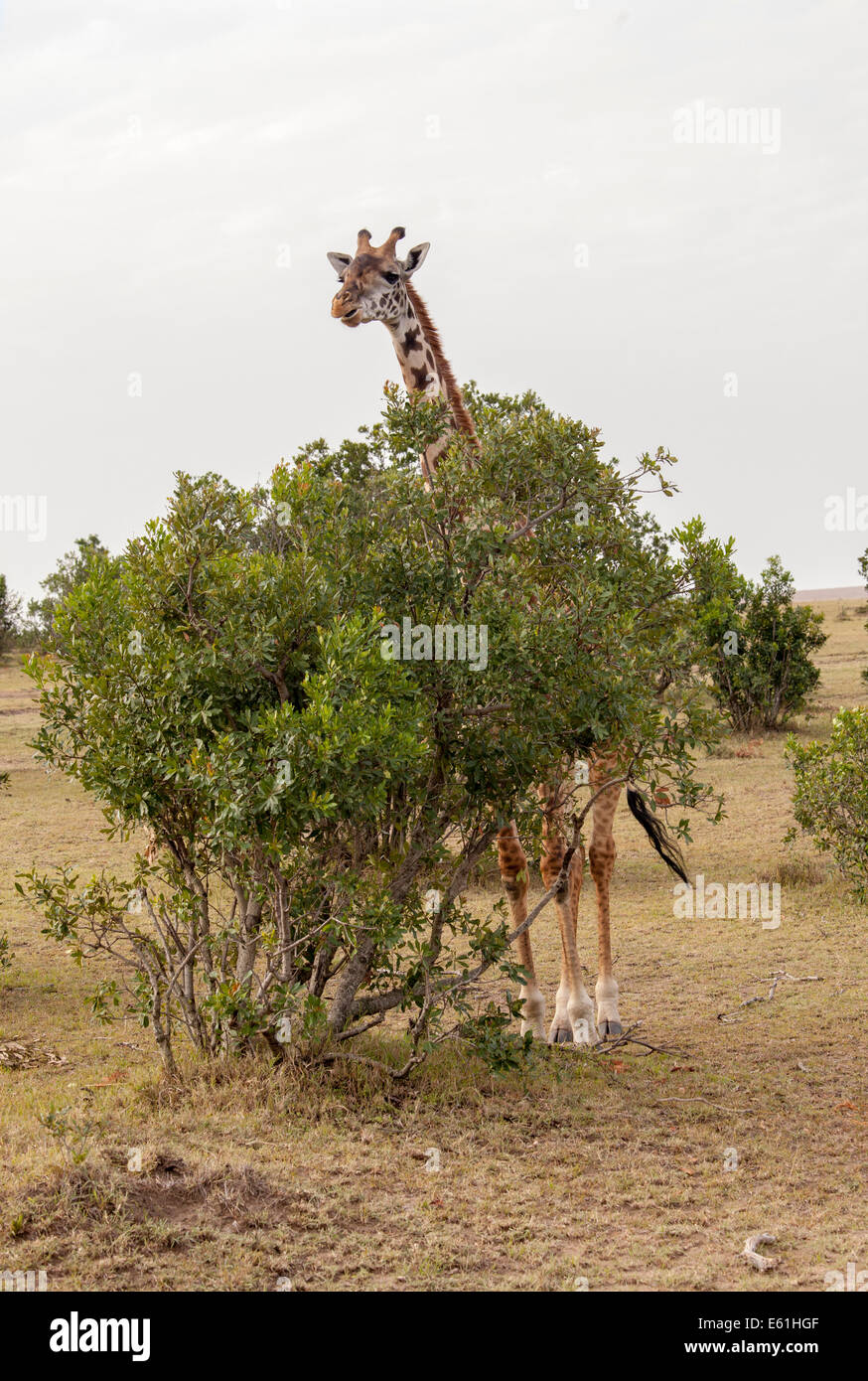 La giraffa nascondere nella boccola Foto Stock