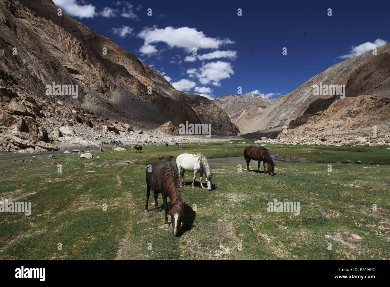 Leh. 10 Ago, 2014. Foto realizzata il 10 agosto, 2014 mostra i cavalli al pascolo in una valle vicino a Changla passano in Ladakh, circa 520 km da Srinagar, capitale estiva di Indiano-Kashmir controllata. Ladakh è situato in corrispondenza di una alta altitudine deserto in uno dei la più alta del mondo abitato la regione di plateau in indiano-Kashmir controllata. Si tratta di un caldo destinazione turistica per nazionali ed esteri viaggiatori. © Javed Dar/Xinhua/Alamy Live News Foto Stock