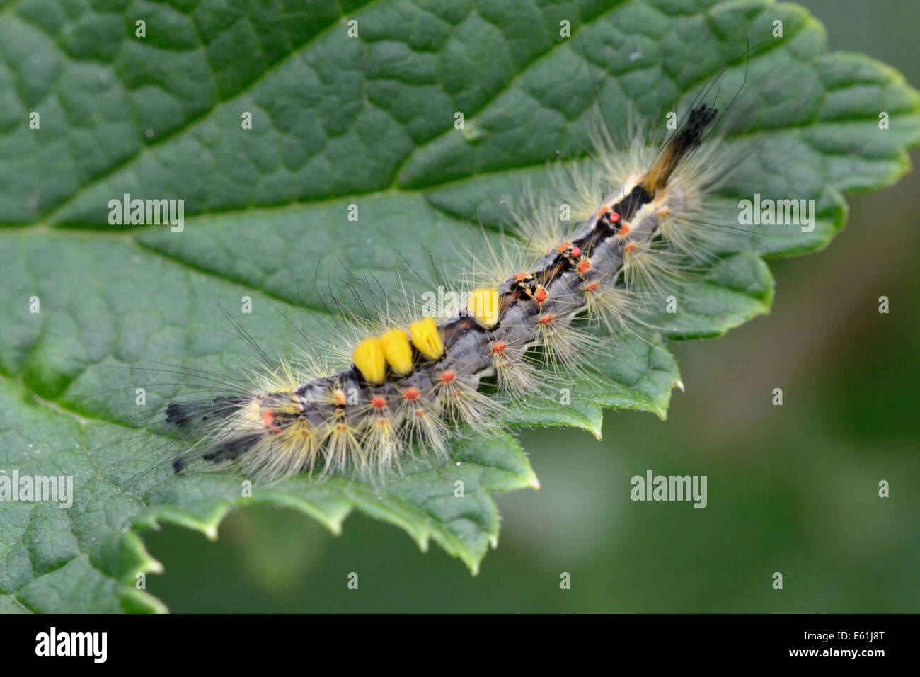 Rusty tussock moth caterpillar (Orgyia antiqua) Ribes rosso leaf Foto Stock