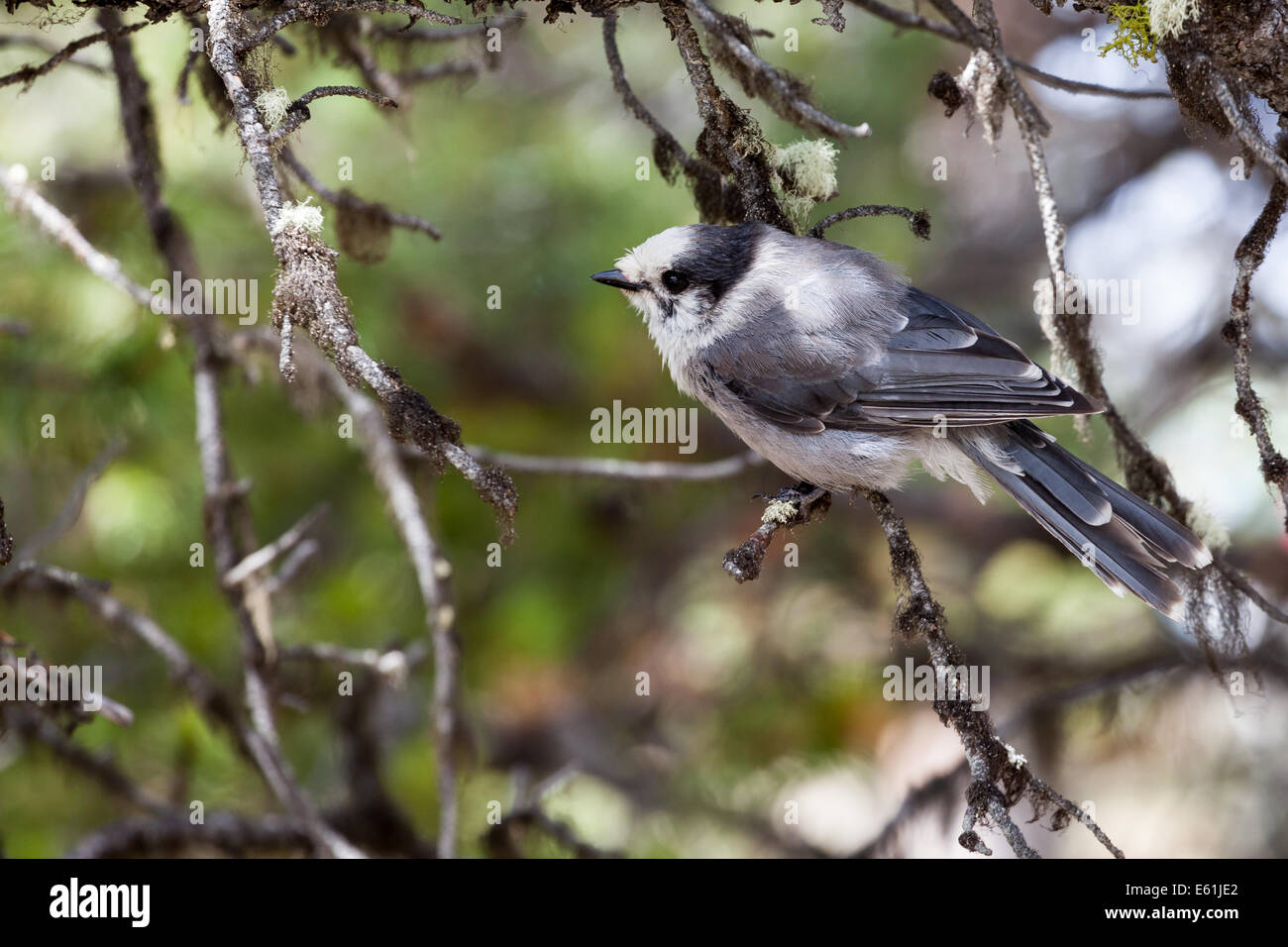 Grigio canadese jay (Perisoreus canadensis) appollaiato in un albero. Foto Stock