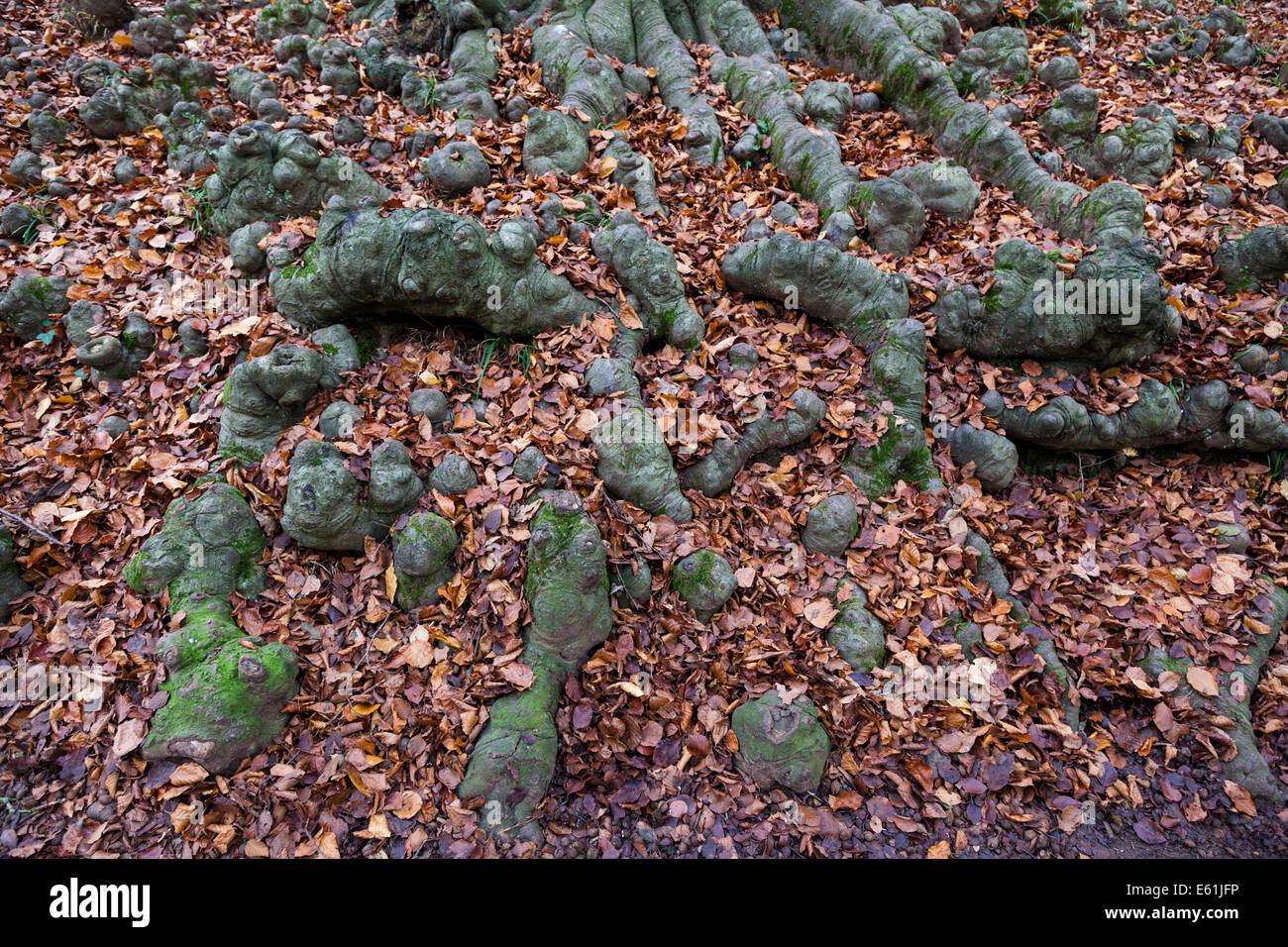 Foglie cadute, coprire parzialmente il nodose radici di un grande faggio. Foto Stock
