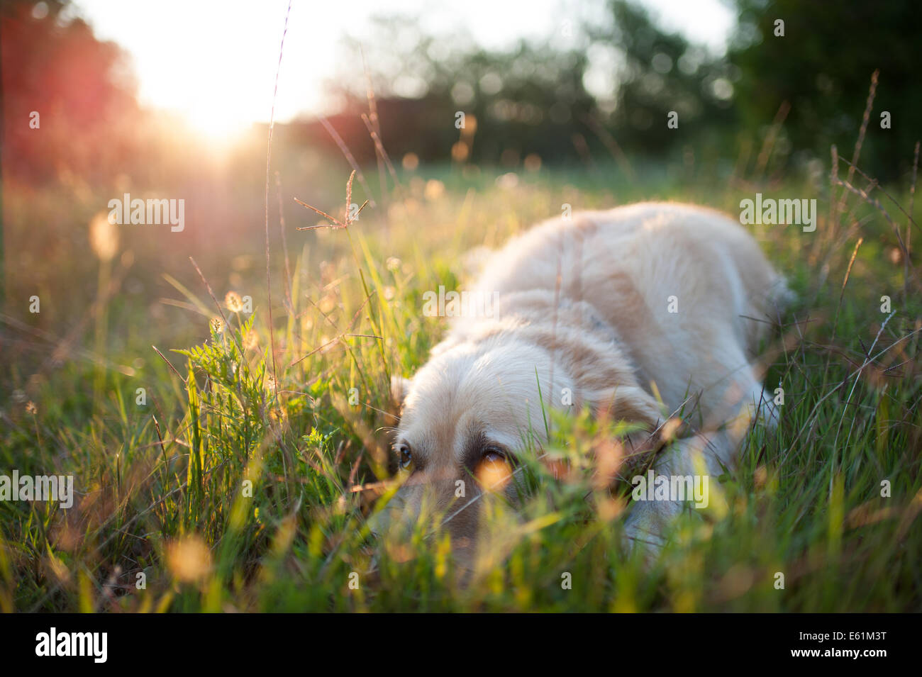 Terry godendo gli ultimi raggi di sole Foto Stock