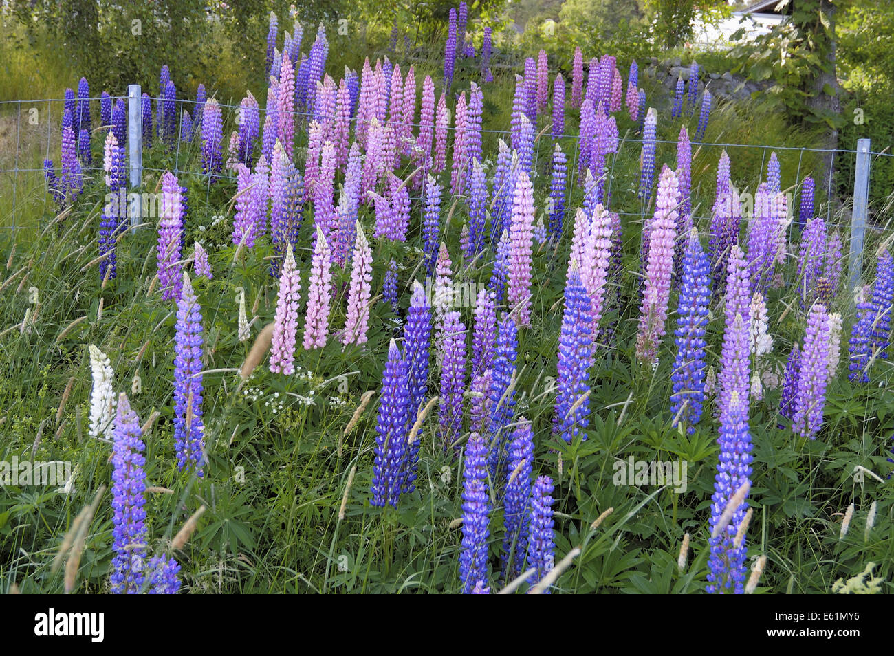 Giardino di lupino (Lupinus polyphyllus), Svezia Foto Stock