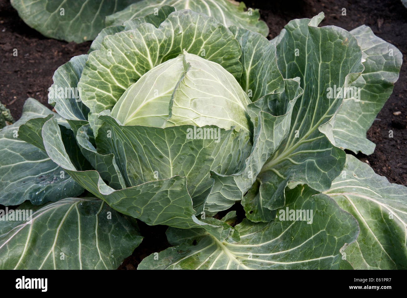 Cavolo 'Samarsh' crescere in terreno Foto Stock