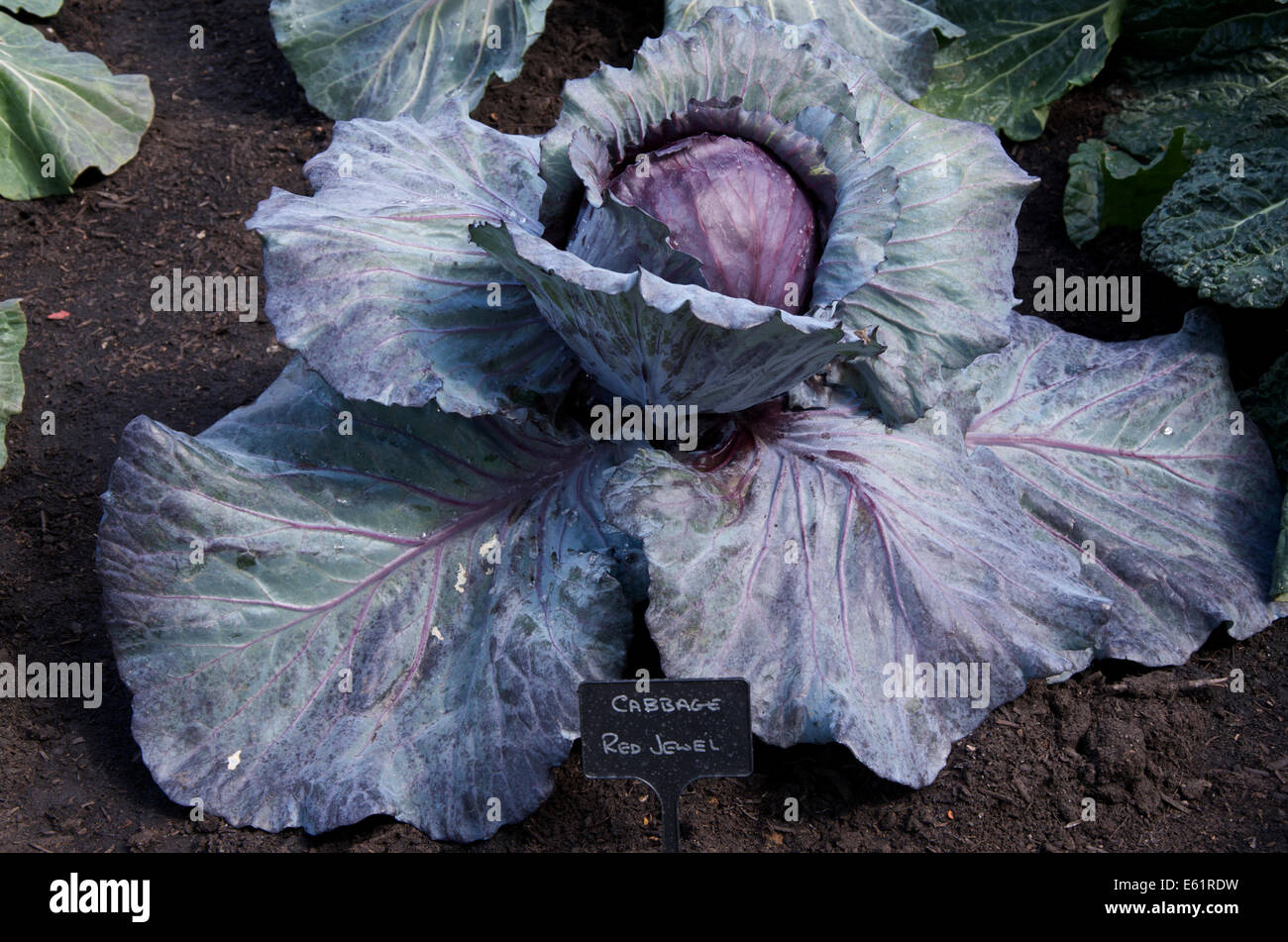 Cavolo rosso "Jewel' crescere in terreno Foto Stock
