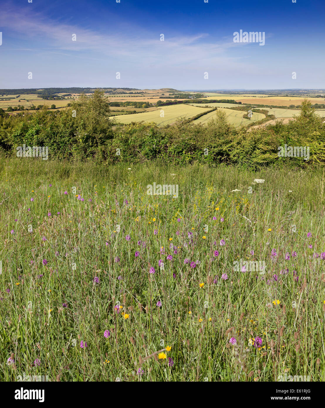 Orchidee piramidale,crescendo in The Chiltern Hills, Bedfordshire, durante l'estate. Vista guardando verso nord attraverso il Aylesbury pianura. Foto Stock