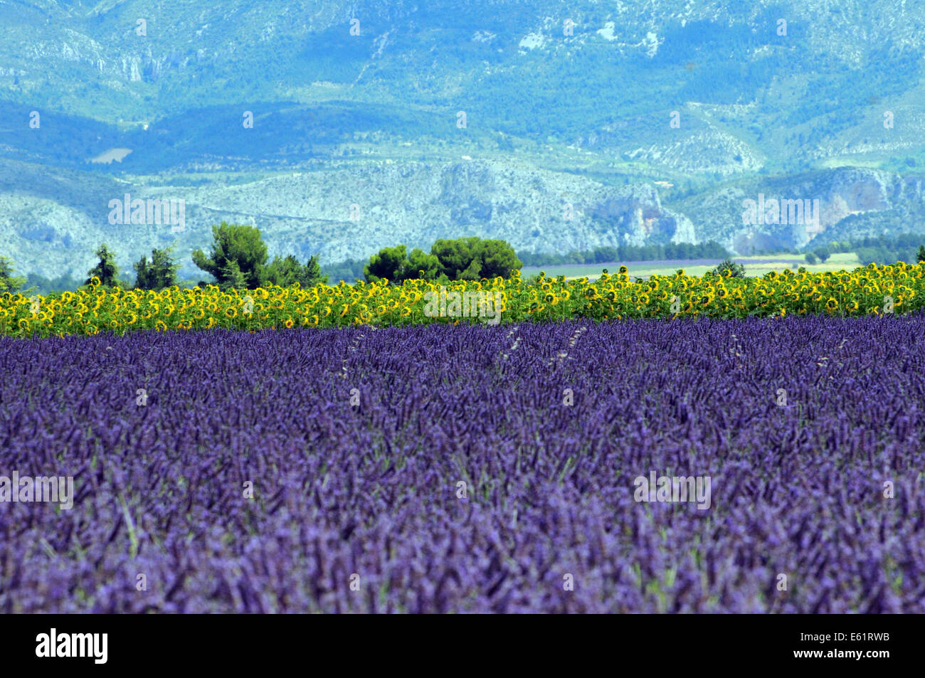 Lavanda e i campi di girasole vicino a Sainte Croix du Verdon, Provenza, Francia Foto Stock