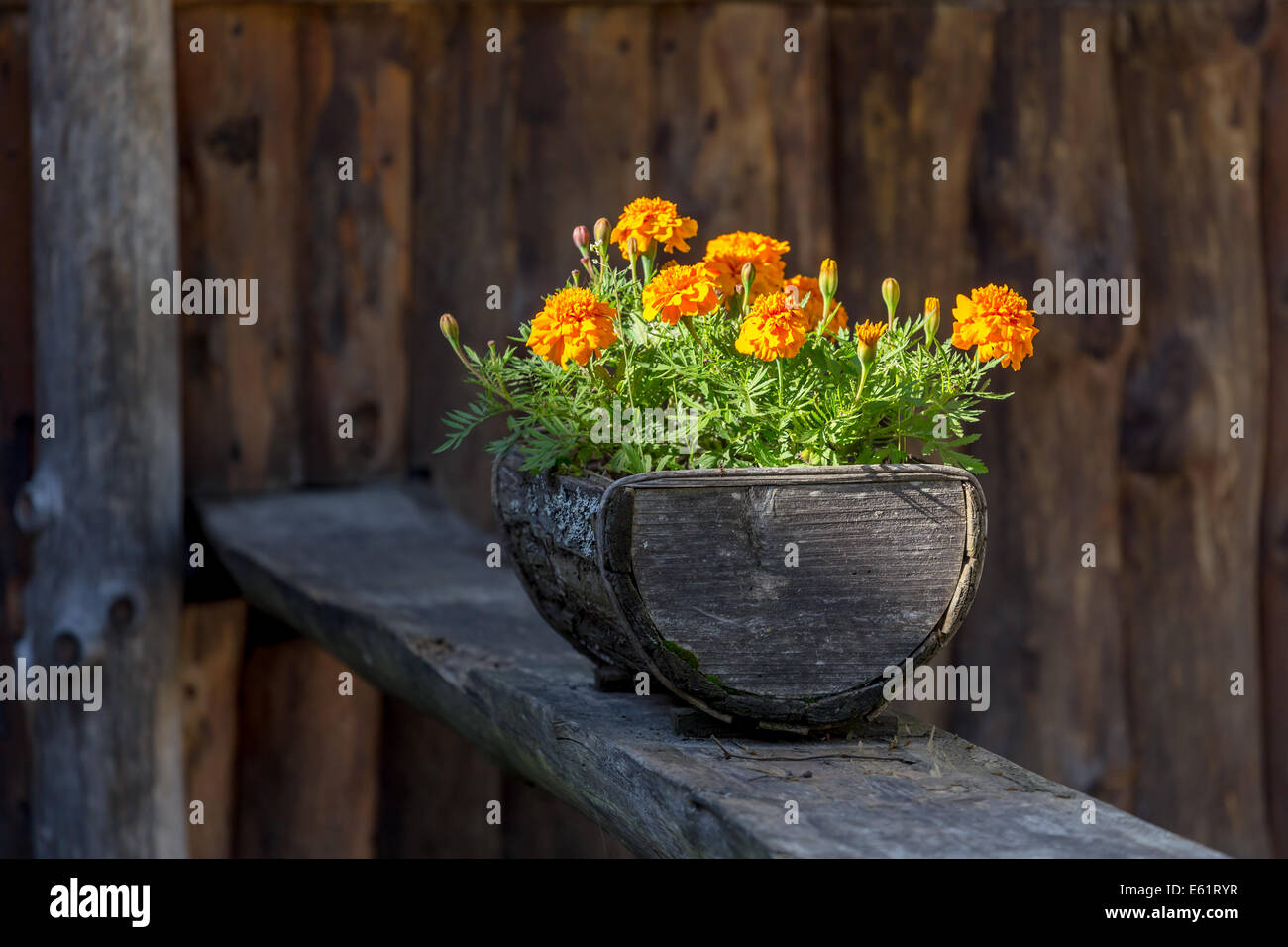 Fiori in legno vecchio vaso di fiori Foto Stock