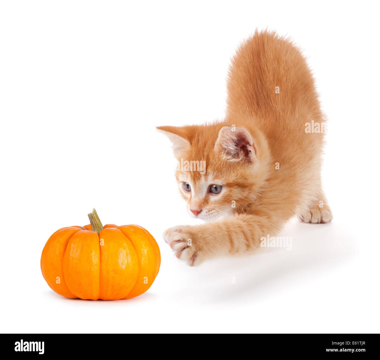 Carino gattino arancione giocando con una mini zucca isolato su bianco uno sfondo. Foto Stock
