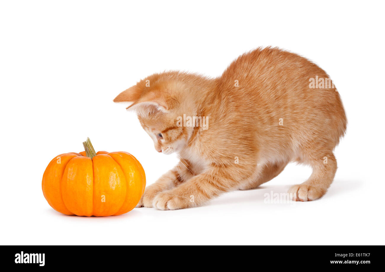 Carino gattino arancione giocando con una mini zucca isolato su uno sfondo bianco. Foto Stock