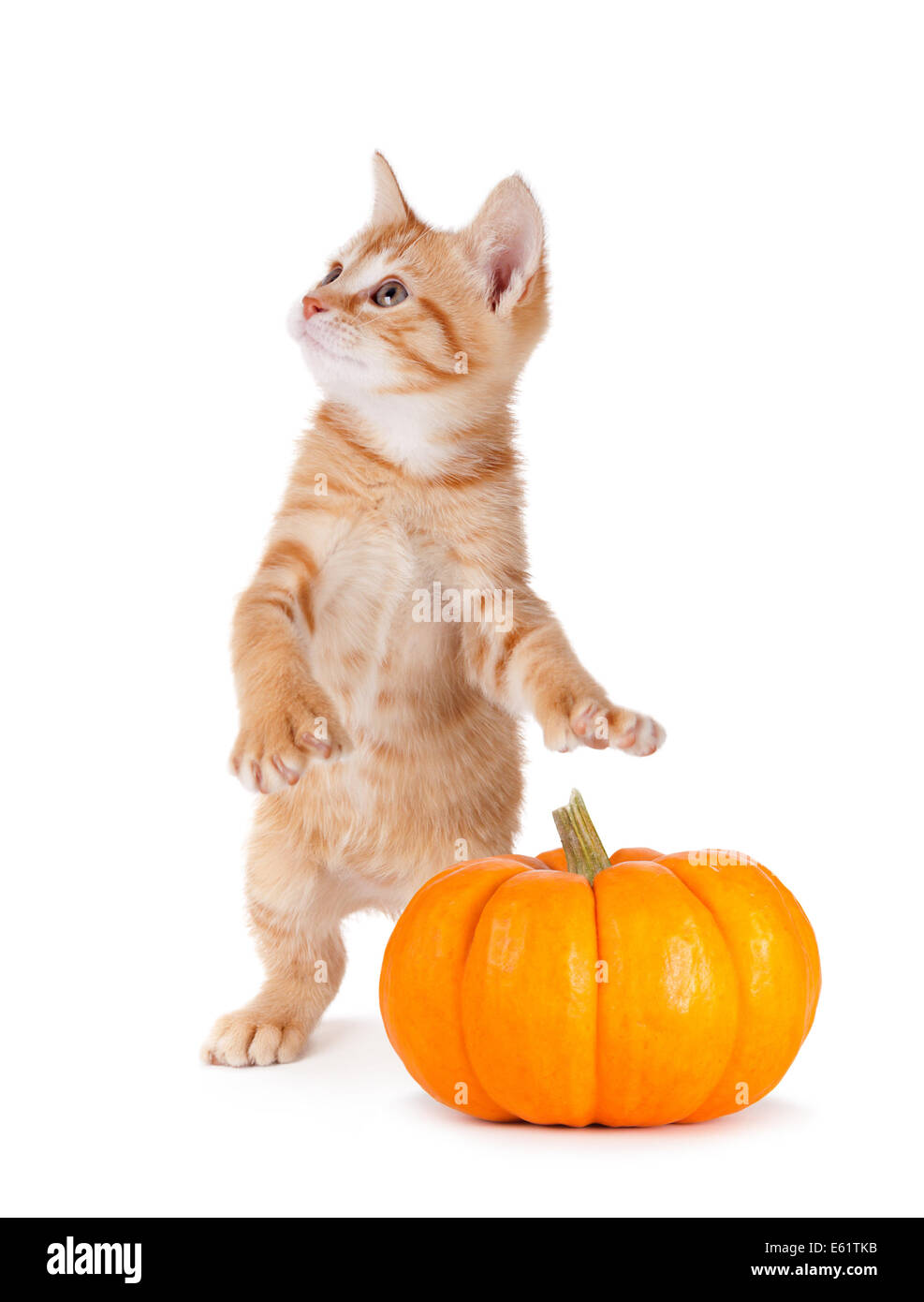 Carino gattino arancione di rubare un mini zucca isolato su uno sfondo bianco. Foto Stock