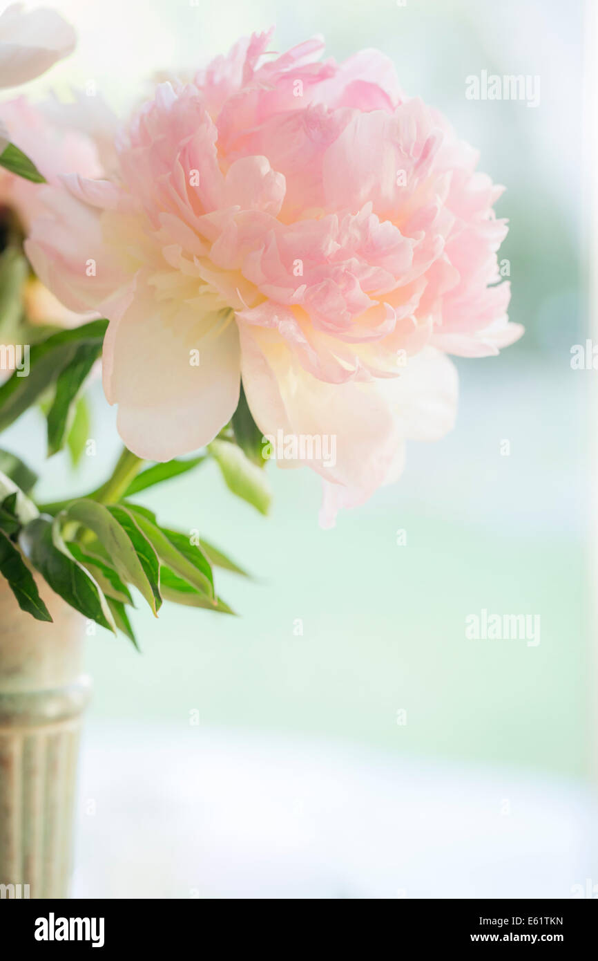 Close-up di fiori rosa in vaso Foto Stock