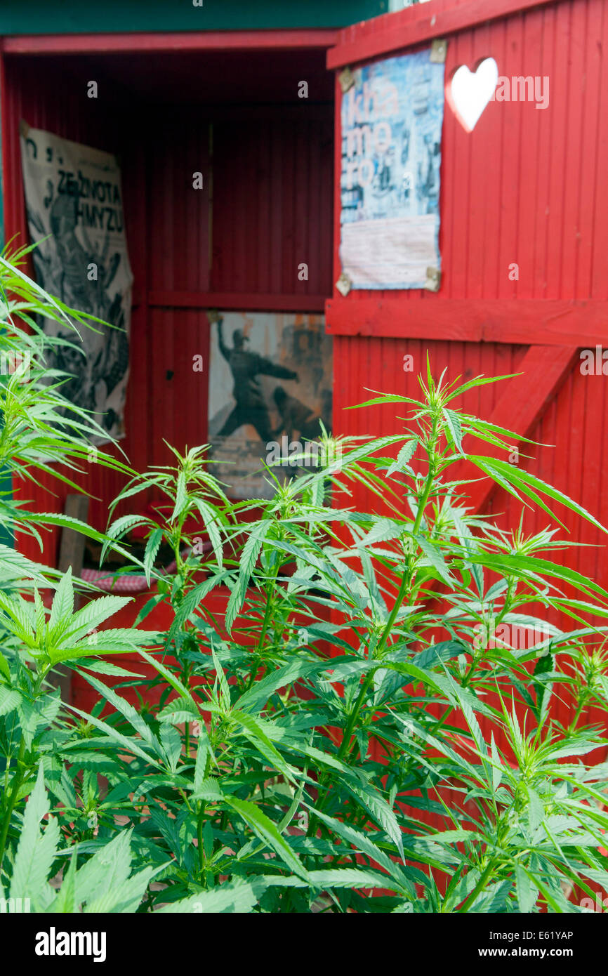 Bagno in un giardino, pianta di marijuana, porta del WC, natura del bagno di piante di cannabis Foto Stock