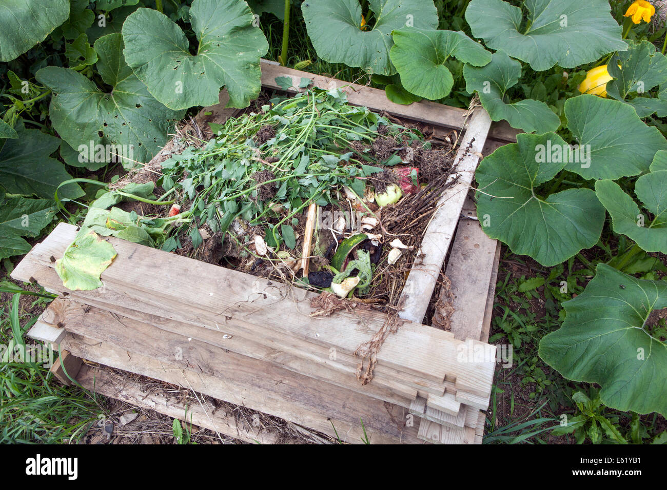 Giardino compost bin heap con impianto zucche Foto Stock