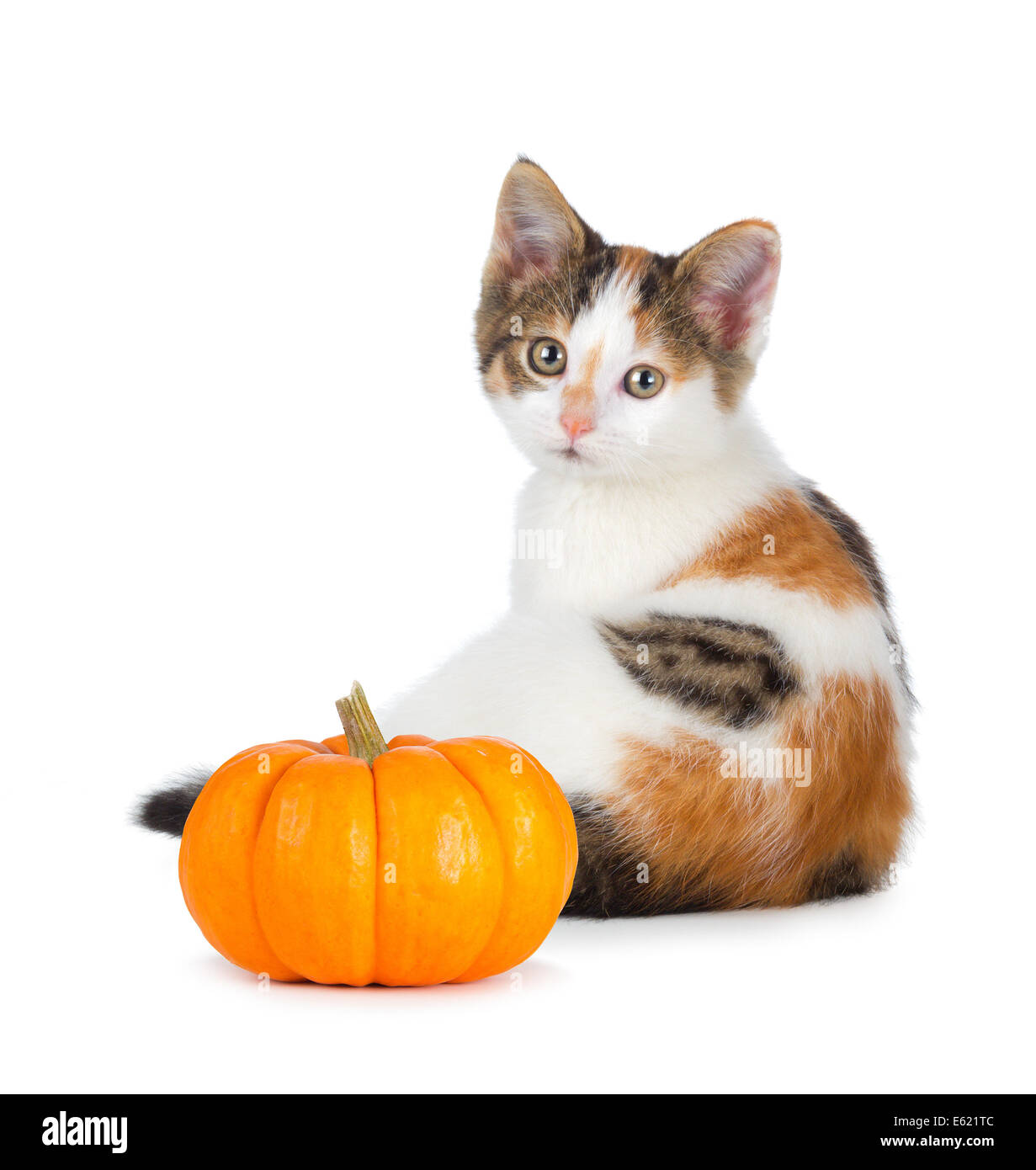 Carino calico gattino con un mini zucca isolato su uno sfondo bianco. Foto Stock
