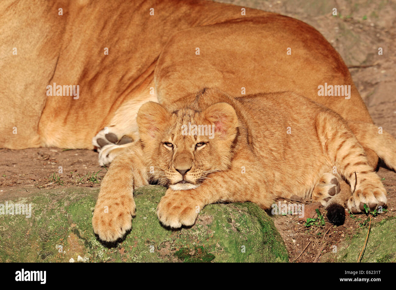 Leone africano (Panthera leo), cub Foto Stock