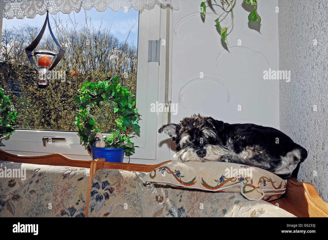 Miniatura Schnauzer, nero-argento (Canis lupus familiaris) giacciono su un angolo sede in corrispondenza della finestra Foto Stock
