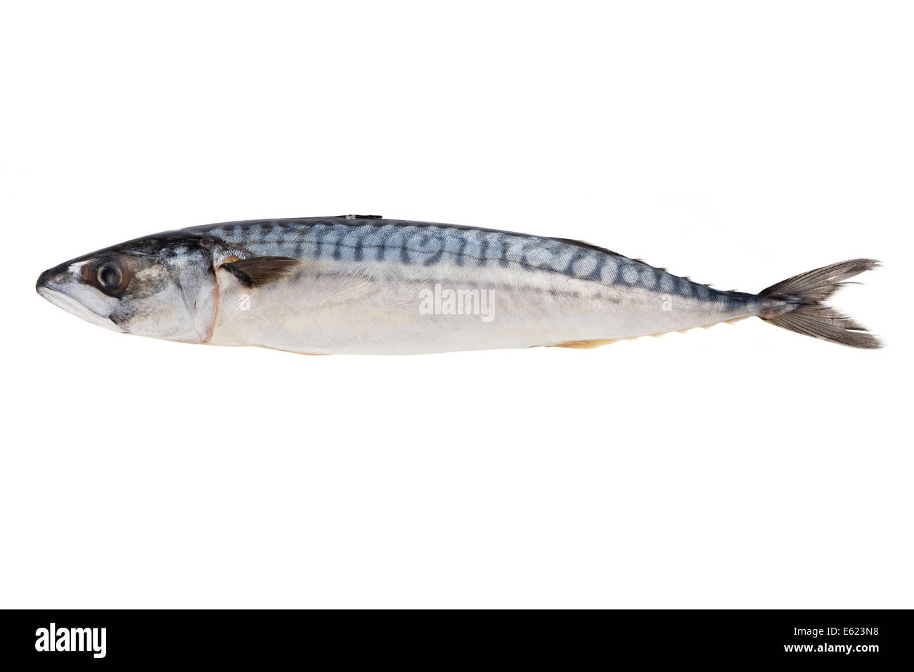 Pesci dello scombro Foto Stock