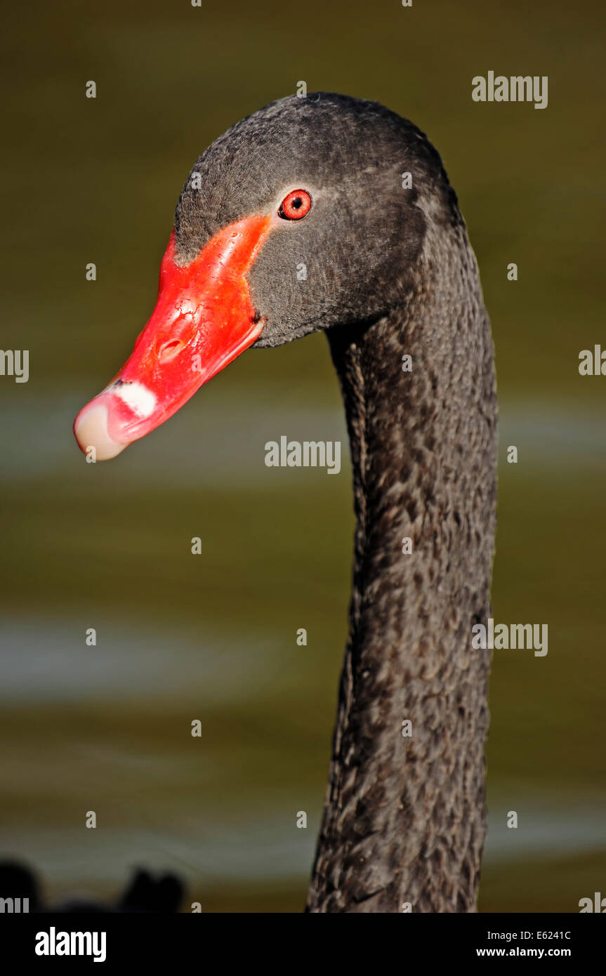 Black Swan (Cygnus atratus), Nord Reno-Westfalia, Germania Foto Stock