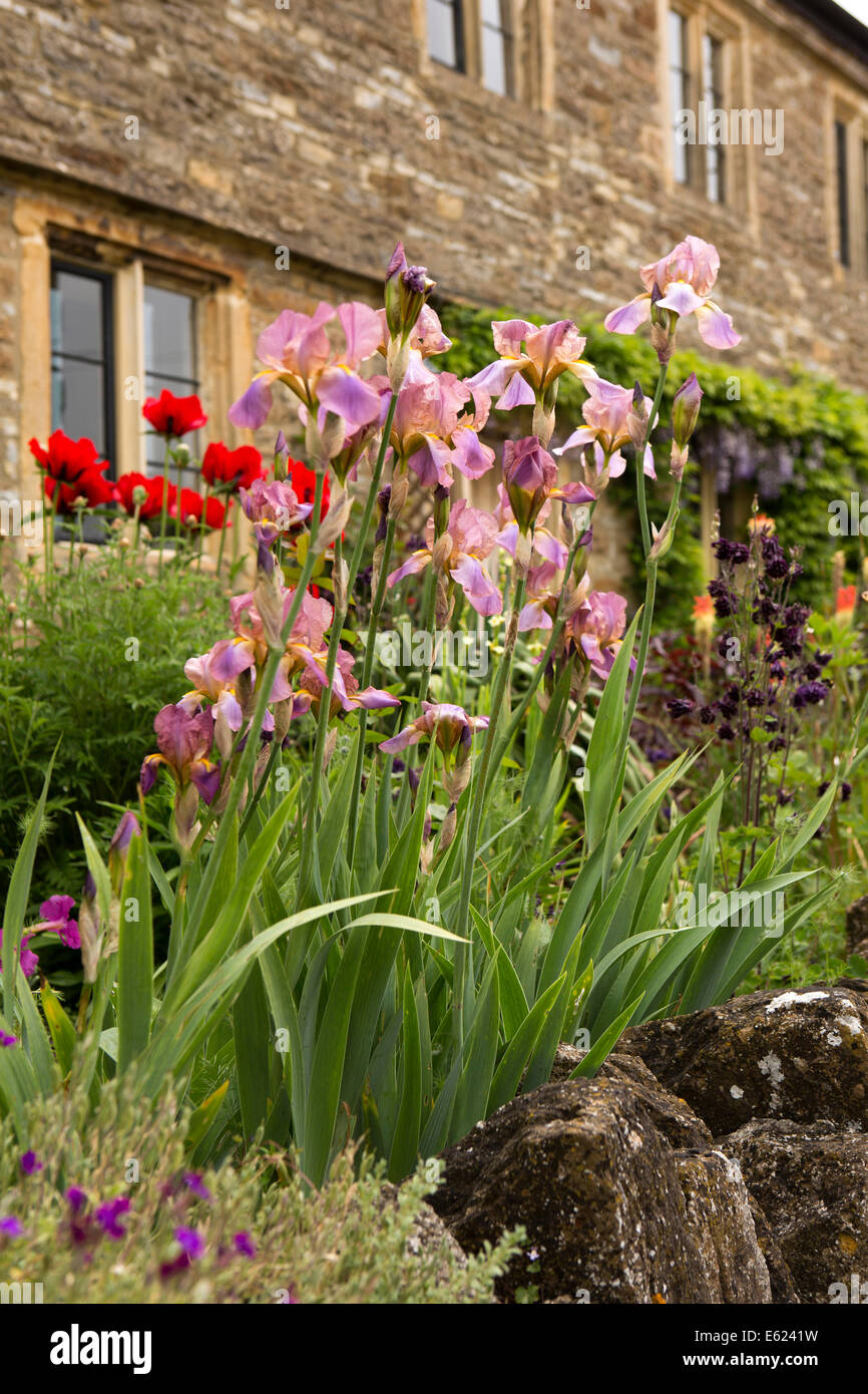 Regno Unito Inghilterra, Dorset, Gillingham, Templecombe, iridi in un colorato giardino cottage Foto Stock