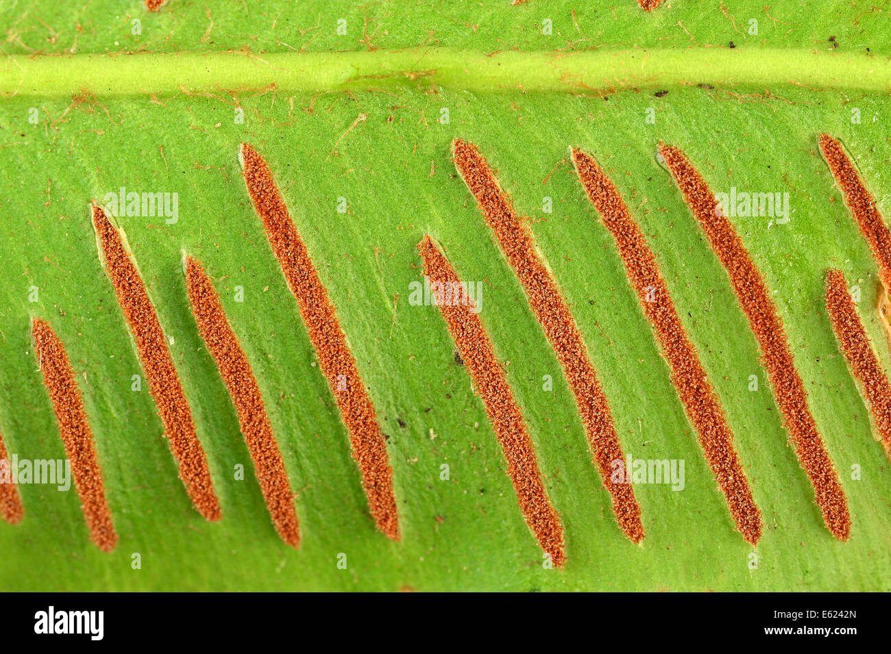 Hart Felce Lingua (Phyllitis scolopendrium, Asplenium scolopendrium), spinge sulla foglia, Renania settentrionale-Vestfalia, Germania Foto Stock