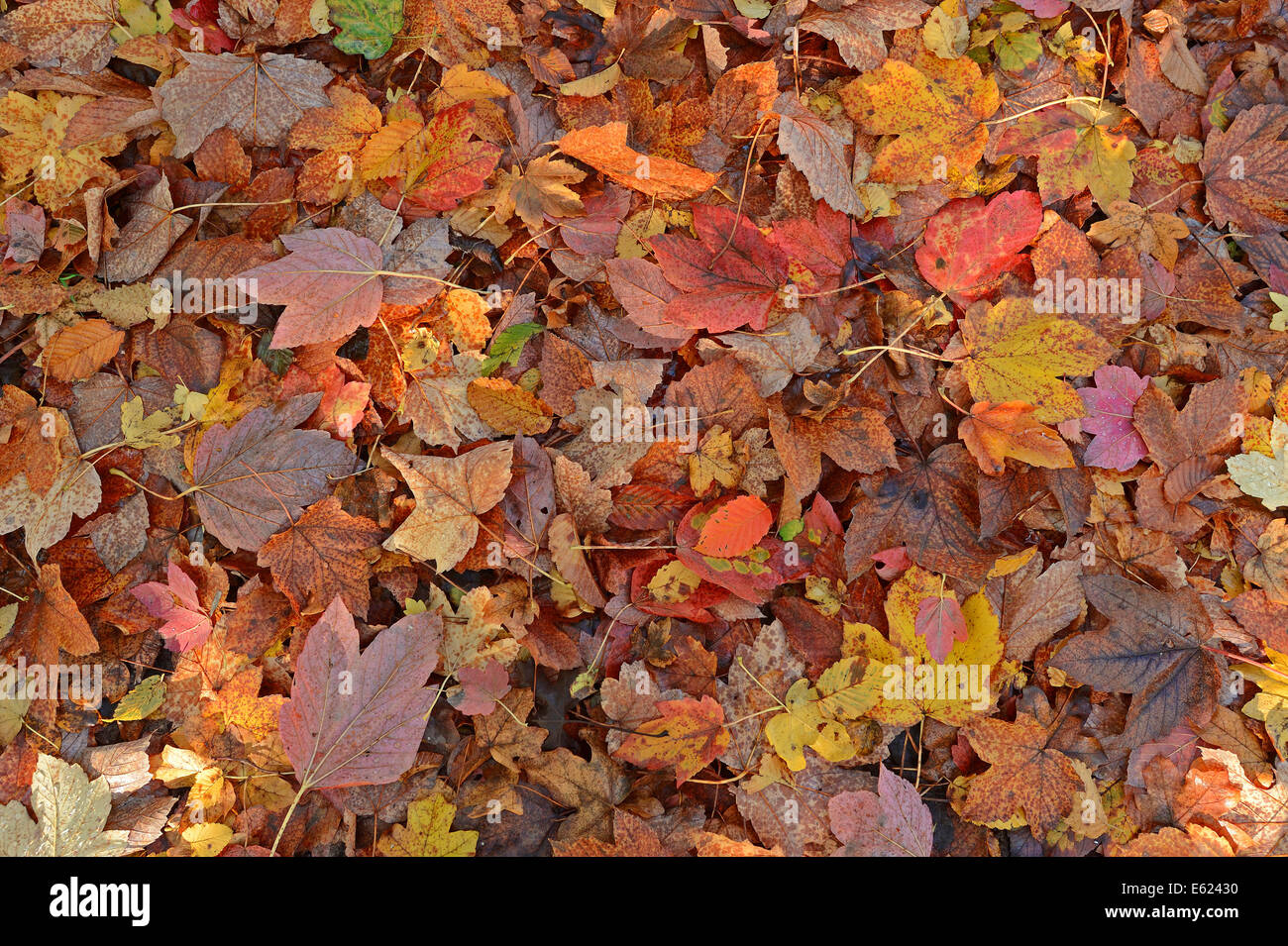 Norvegia (acero Acer platanoides), foglie di autunno, Nord Reno-Westfalia, Germania Foto Stock