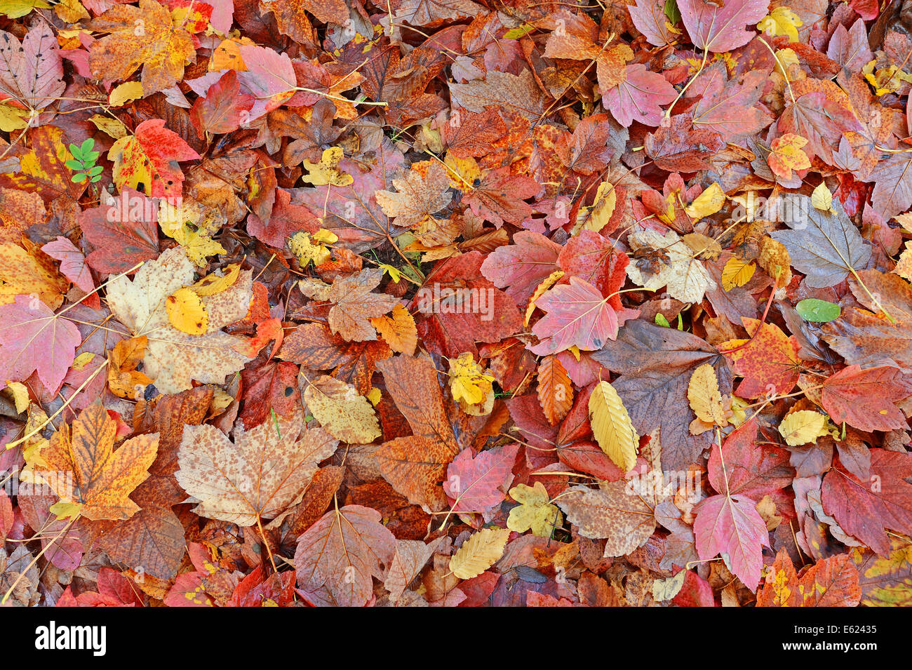 Norvegia (acero Acer platanoides), foglie di autunno, Nord Reno-Westfalia, Germania Foto Stock