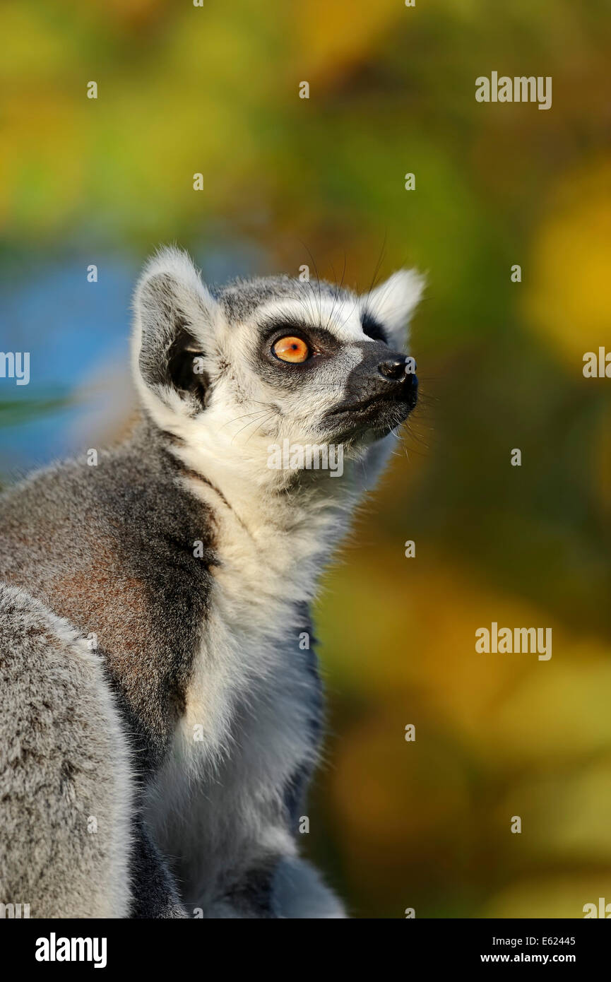 Anello-tailed Lemur (Lemur catta) Foto Stock