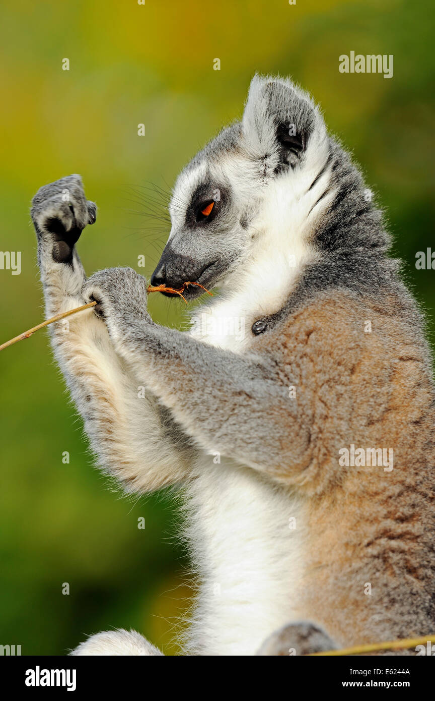 Anello-tailed Lemur (Lemur catta) Foto Stock