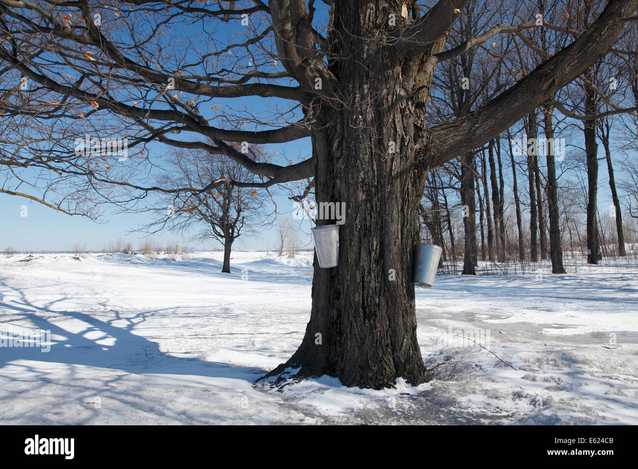 Benne attaccata ad un albero di acero, sciroppo d'acero produzione, Saint Isidore, Provincia di Quebec, Canada Foto Stock