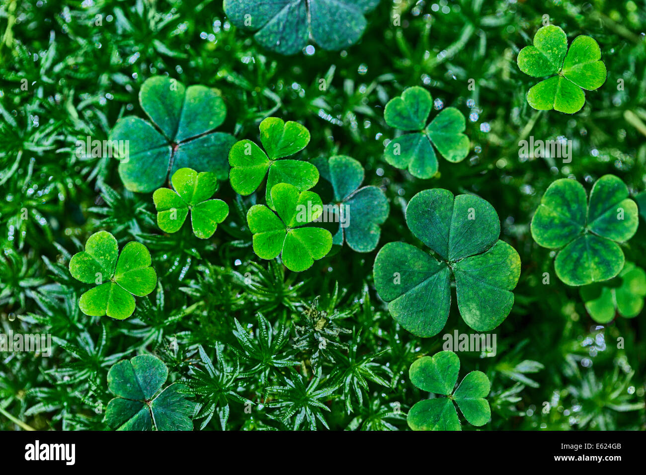 Il trifoglio che cresce su un prato Foto Stock