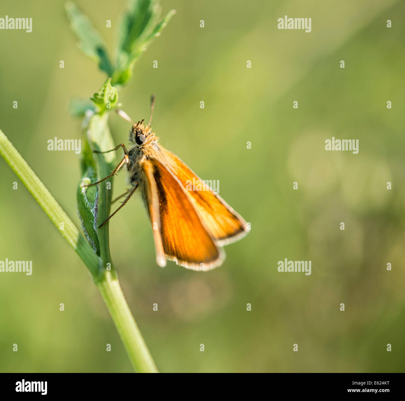 Piccola Skipper (Thymelicus sylvestris) su una lama di erba, Baviera, Germania Foto Stock