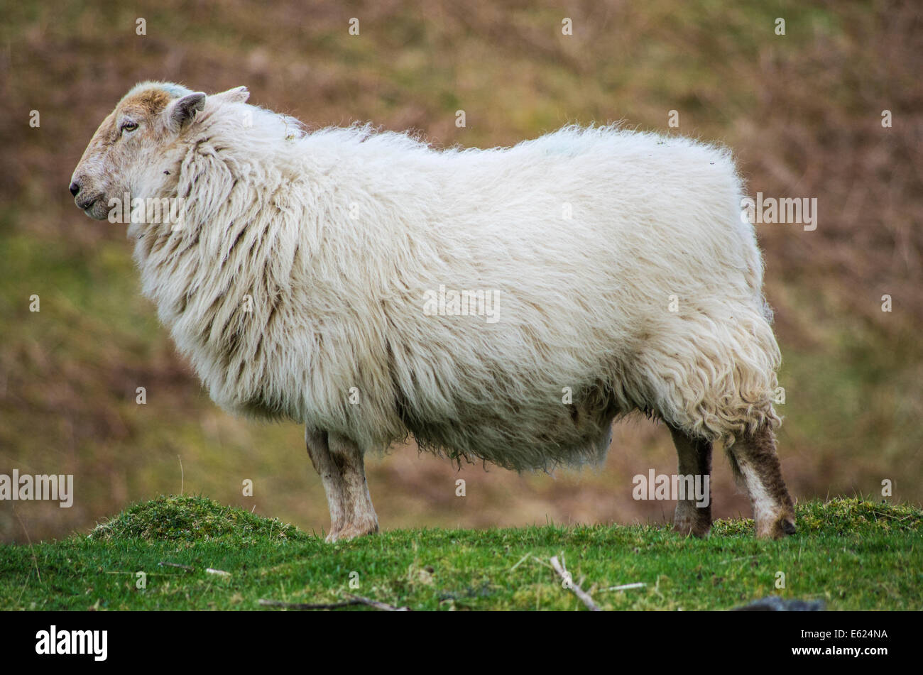 Il Gallese le pecore di montagna a Tanygrisiau, Blaenau Ffestiniog, Snowdonia, Gwynedd, il Galles del Nord Foto Stock