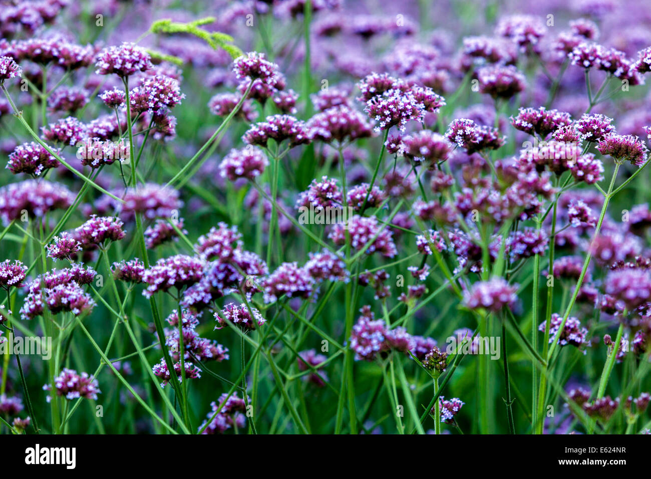 Verbena giardino fiorito fiori letto bonariensis Foto Stock