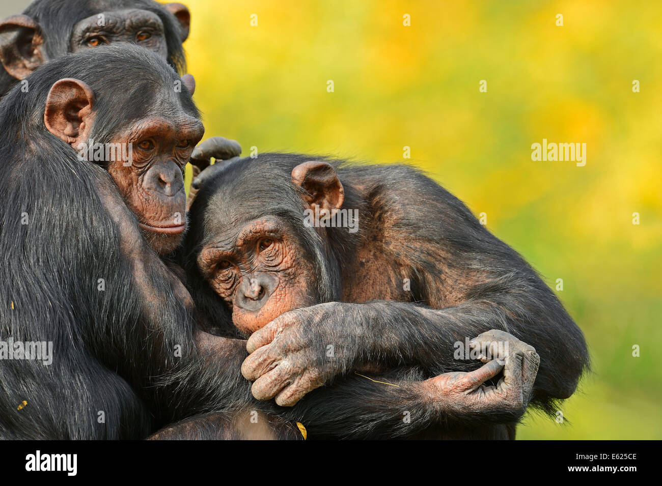 Di scimpanzé o di Chimpy (Pan troglodytes), toelettatura Foto Stock